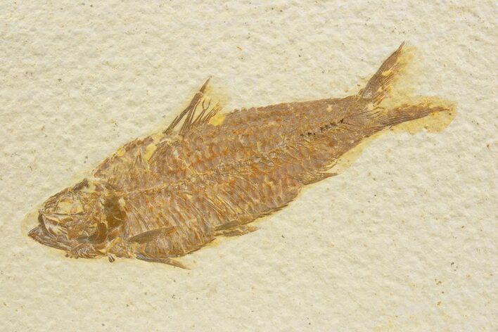 Detailed Fossil Fish (Knightia) - Wyoming #373676